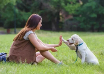 Una donna con lunghi capelli castani è seduta sull'erba dopo essere stata a passeggio con il cane al guinzaglio rispettando le regole. La donna sorride mentre fa un high five a un cucciolo di Labrador bianco. Il cane indossa un collare blu e un guinzaglio. Alberi e vegetazione sono visibili sullo sfondo.