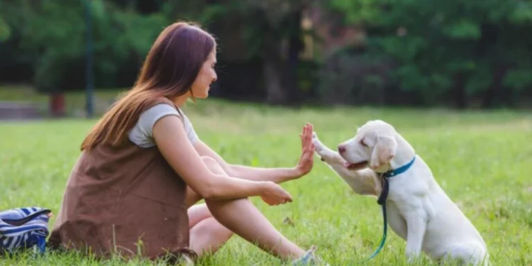 Una donna con lunghi capelli castani è seduta sull'erba dopo essere stata a passeggio con il cane al guinzaglio rispettando le regole. La donna sorride mentre fa un high five a un cucciolo di Labrador bianco. Il cane indossa un collare blu e un guinzaglio. Alberi e vegetazione sono visibili sullo sfondo.