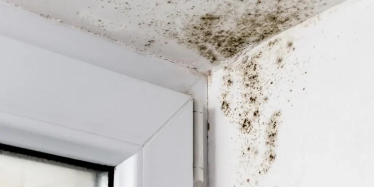 Macchie da eliminare di muffa visibili nell'angolo superiore di una stanza di casa, dove il soffitto e le pareti si incontrano vicino a una finestra. La muffa si diffonde sulle superfici bianche, suggerendo danni causati dall'umidità o dall'acqua. Mantenere un "Ambiente Sano" è fondamentale per prevenire ulteriori problemi nella tua casa.