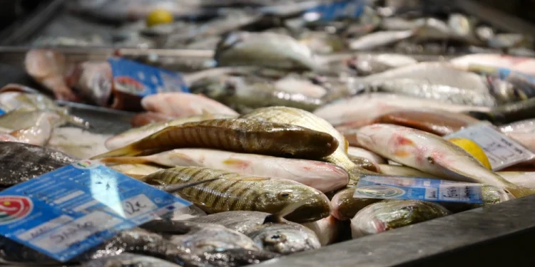 Una varietà di pesce salutare fresco è esposta su un bancone del mercato a Faro in Portogallo. Alcuni pesci etichettati con cartellini blu del prezzo, include pesci interi di diverse forme e dimensioni, tutti elegantemente presentati su una superficie metallica luccicante.