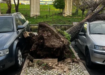 Un grande albero è caduta su due auto parcheggiate, una blu a sinistra e una argentata a destra, lasciando entrambe le auto danneggiate. Le radici dell'albero sono sradicate, sollevando le pietre del marciapiede. Sullo sfondo sono visibili una recinzione e dell'erba verde.