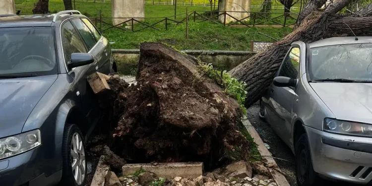 Un grande albero è caduta su due auto parcheggiate, una blu a sinistra e una argentata a destra, lasciando entrambe le auto danneggiate. Le radici dell'albero sono sradicate, sollevando le pietre del marciapiede. Sullo sfondo sono visibili una recinzione e dell'erba verde.