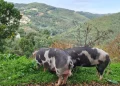 Due porco malhado de Alcobaça pascolano su una collina erbosadi una fattoria, rientrano tra gli animali da salvare dall estinzione, circondati da una vegetazione verdeggiante. Sullo sfondo, dolci colline boscose e un villaggio lontano si estendono sotto un cielo limpido.