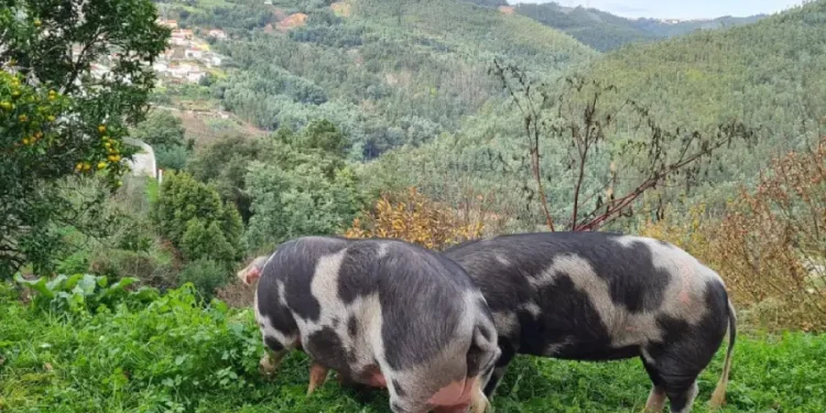 Due porco malhado de Alcobaça pascolano su una collina erbosadi una fattoria, rientrano tra gli animali da salvare dall estinzione, circondati da una vegetazione verdeggiante. Sullo sfondo, dolci colline boscose e un villaggio lontano si estendono sotto un cielo limpido.