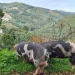 Due porco malhado de Alcobaça pascolano su una collina erbosadi una fattoria, rientrano tra gli animali da salvare dall estinzione, circondati da una vegetazione verdeggiante. Sullo sfondo, dolci colline boscose e un villaggio lontano si estendono sotto un cielo limpido.
