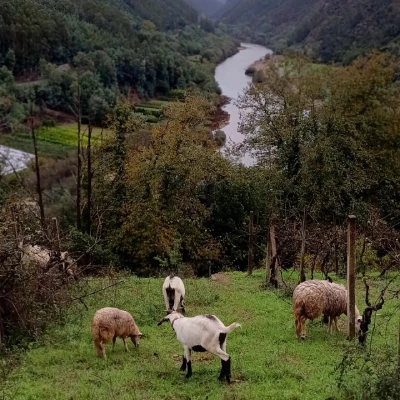 Quattro capre pascolano su una collina erbosa della fattoria Quinta do Zorro, rientrano tra gli animali da salvare dall estinzione, circondati da una vegetazione verdeggiante. Sullo sfondo, dolci colline boscose e un fiume lontano si estendono in un paesaggio bucolico.