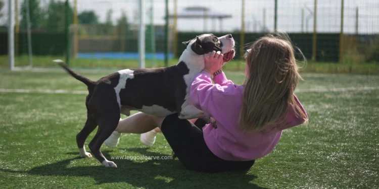 Una donna con i capelli lunghi che indossa una felpa rosa e pantaloni neri esegue un adestramento per il controllo dei morsi del cane bianco e nero sull'erba e interagisce giocosamente come indennizzo. Il cane, che non mostra alcun accenno di aggressività, si sporge verso la persona, mentre una recinzione e degli alberi abbelliscono lo sfondo.