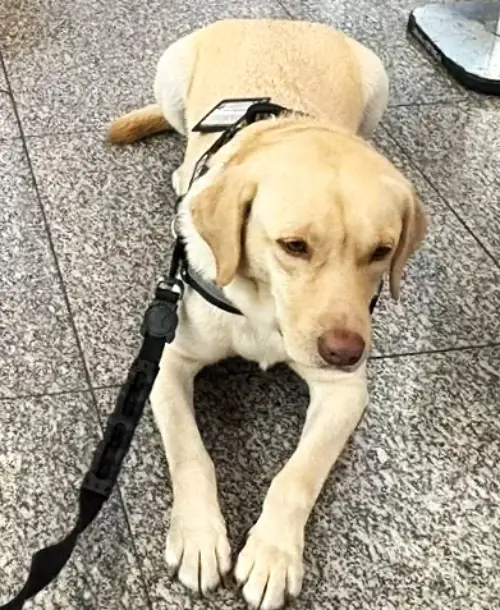 Il cane Tedy al centro della vicenda Tap che rifiuta l'imbarco ad un cane emotivo. Si vede il guinzaglio e il distintivo,