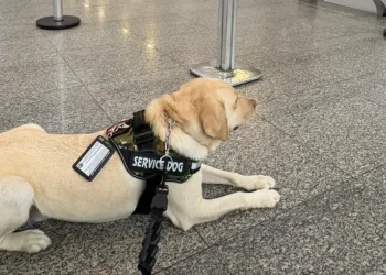 Il cane Tedy al centro della vicenda Tap che rifiuta l'imbarco ad un cane emotivo. Si vede il guinzaglio e il distintivo Service Dog.
