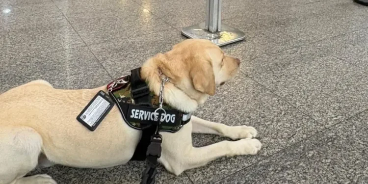 Il cane Tedy al centro della vicenda Tap che rifiuta l'imbarco ad un cane emotivo. Si vede il guinzaglio e il distintivo Service Dog.