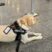 Il cane Tedy al centro della vicenda Tap che rifiuta l'imbarco ad un cane emotivo. Si vede il guinzaglio e il distintivo Service Dog.