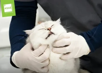 Un gatto bianco è visitato da un falso veterinario a Viana do Castelo. Le mani indossano guanti in lattice e sull'immagine vi è il logo dell'ASAE.