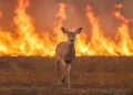 Un animale selvatico della specie degli ungulati, un cervo, fugge dalle fiamme di un incendio forestale in Portogallo per evitare la morte.