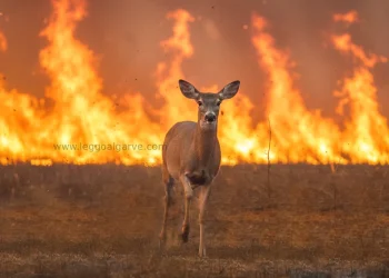 Un animale selvatico della specie degli ungulati, un cervo, fugge dalle fiamme di un incendio forestale in Portogallo per evitare la morte.