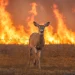 Un animale selvatico della specie degli ungulati, un cervo, fugge dalle fiamme di un incendio forestale in Portogallo per evitare la morte.