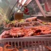 Del marisco esposto in una vetrina al festival di Olhao, sono frutti di mare tipici della cucina portoghese.