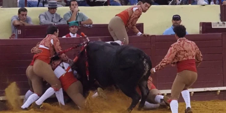 Un gruppo di forcado affrontano un toro nella arena di Campo Pequeno, dove muore Manuel Trindade.