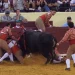 Un gruppo di forcado affrontano un toro nella arena di Campo Pequeno, dove muore Manuel Trindade.