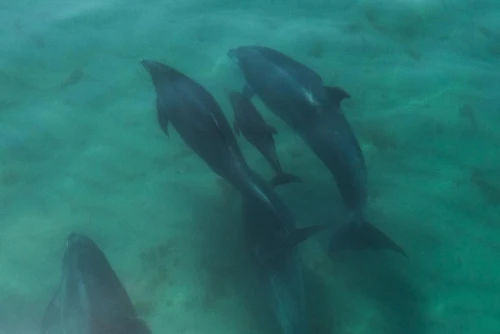 Una copia di delfini nuota nelle azzurre acque della Arrábida Riserva Biosfera UNESCO con il loro cucciolo.