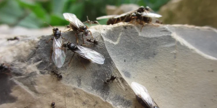Un'invasione di formiche volanti si svolge mentre diverse formiche alate e formiche più piccole senza ali strisciano su una superficie di pietra ruvida all'aperto, con fogliame verde sfocato sullo sfondo.