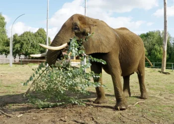 Un elefante si trova sull'erba secca in un recinto aperto del Santuario europeo degli elefanti, tenendo un ramo frondoso con la proboscide. Sullo sfondo sono visibili alberi, un recinto e un cielo azzurro con nuvole.