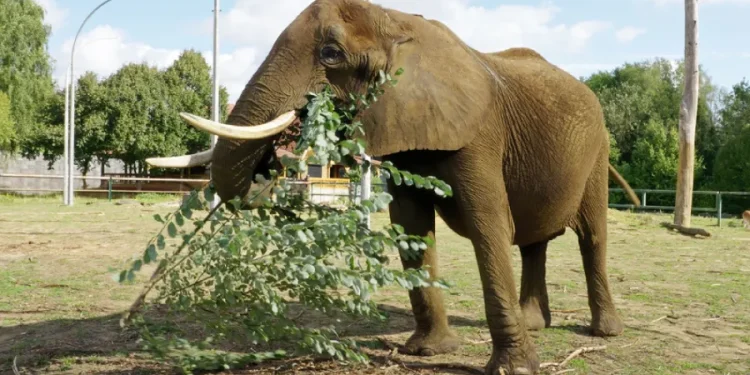 Un elefante si trova sull'erba secca in un recinto aperto del Santuario europeo degli elefanti, tenendo un ramo frondoso con la proboscide. Sullo sfondo sono visibili alberi, un recinto e un cielo azzurro con nuvole.