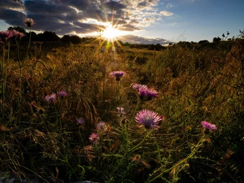 Un prato fiorito al tramonto con alcuni fiori lilla in primo piano e erba alta, luogo dove sarà il santuario per elefanti in Portogallo.