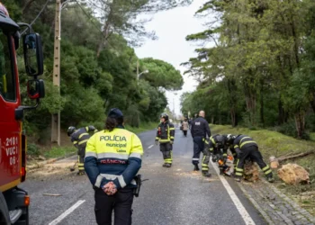 Un agente di polizia e i vigili del fuoco lavorano su una strada dove un albero caduto blocca la strada, circondata da detriti e verde dopo la pioggia maltempo in Portogallo, mentre un veicolo di emergenza è parcheggiato nelle vicinanze.