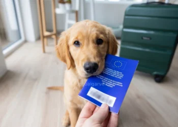 Un cucciolo di Labrador ha in bocca un libretto azzurro che consente di viaggiare con animali all'interno dell'Europa, sullo sfondo una valigia. Siamo all'interno di un appartamento.