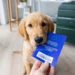 Un cucciolo di Labrador ha in bocca un libretto azzurro che consente di viaggiare con animali all'interno dell'Europa, sullo sfondo una valigia. Siamo all'interno di un appartamento.
